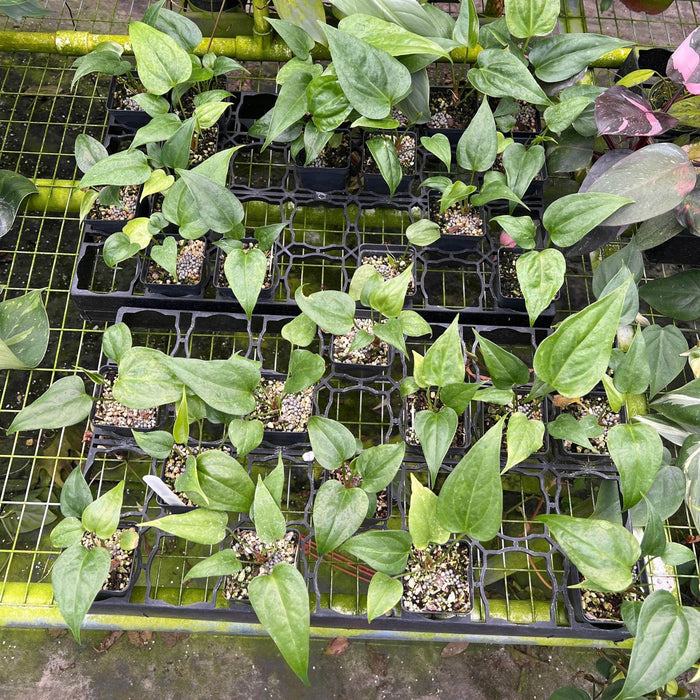 Gabriella Plants Anthurium 3" Anthurium watermaliense