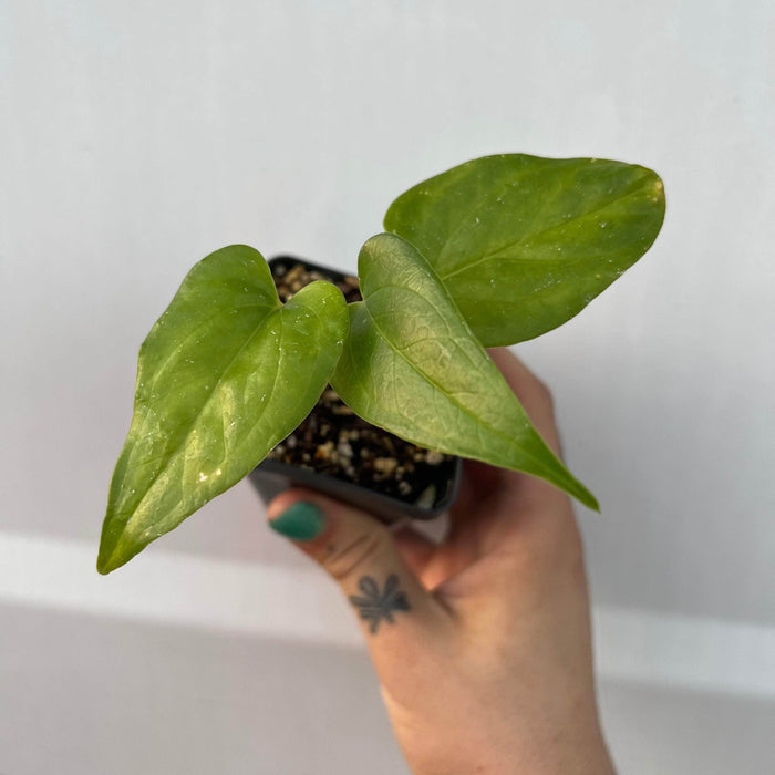 Gabriella Plants Anthurium 3" Anthurium watermaliense