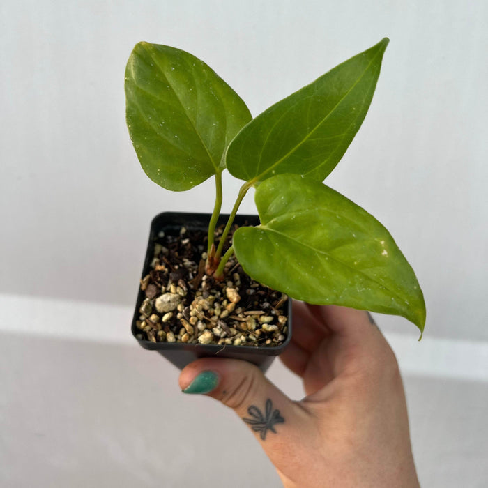 Gabriella Plants Anthurium 3" Anthurium watermaliense
