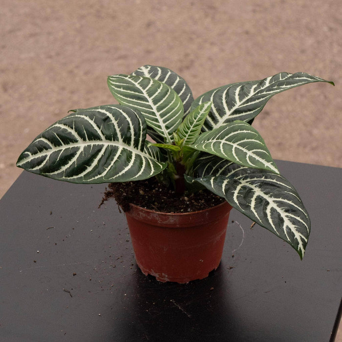 Gabriella Plants Indoor & Outdoor Plants 4" Aphelandra squarrosa 'Dania'