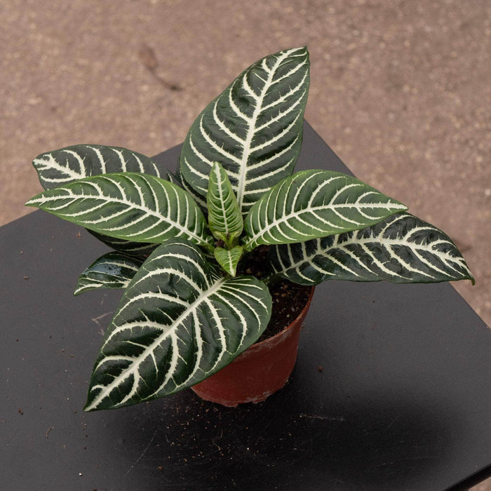 Gabriella Plants Indoor & Outdoor Plants 4" Aphelandra squarrosa 'Dania'