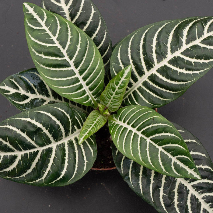 Gabriella Plants Indoor & Outdoor Plants 4" Aphelandra squarrosa 'Dania'