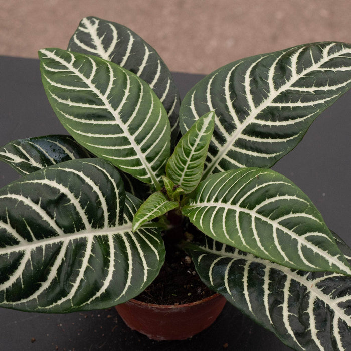 Gabriella Plants Indoor & Outdoor Plants 4" Aphelandra squarrosa 'Dania'