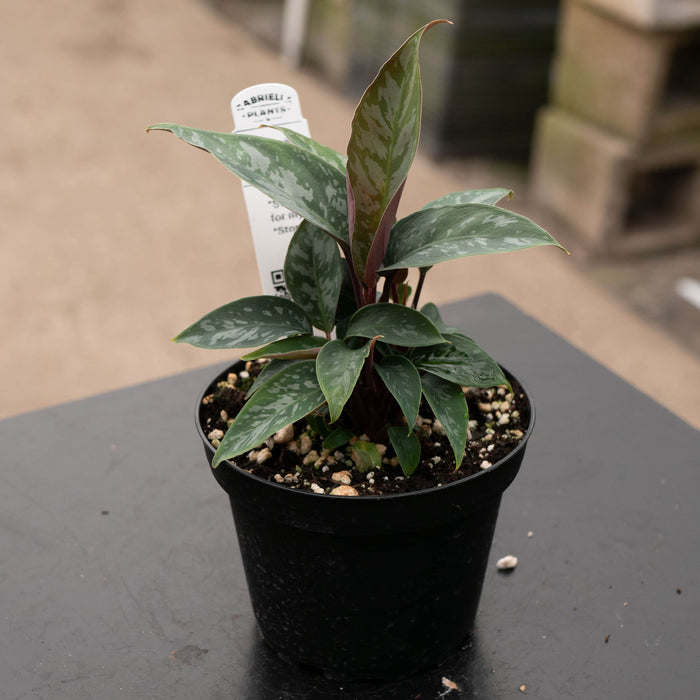 Gabriella Plants Other 4" Apoballis acuminatissima 'Lavallaei'