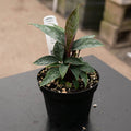 Gabriella Plants Other 4" Apoballis acuminatissima 'Lavallaei'
