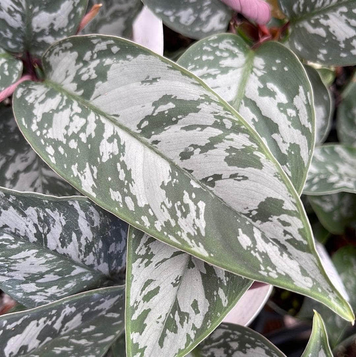 Gabriella Plants 4" Apoballis acuminatissima 'Lavallaei'