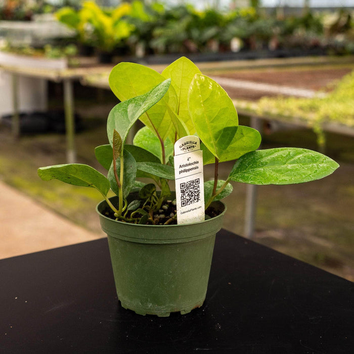 Gabriella Plants Other 4" Aristolochia philippinensis