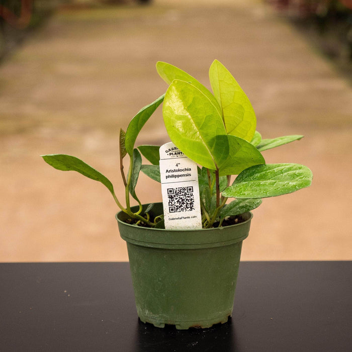 Gabriella Plants Other 4" Aristolochia philippinensis