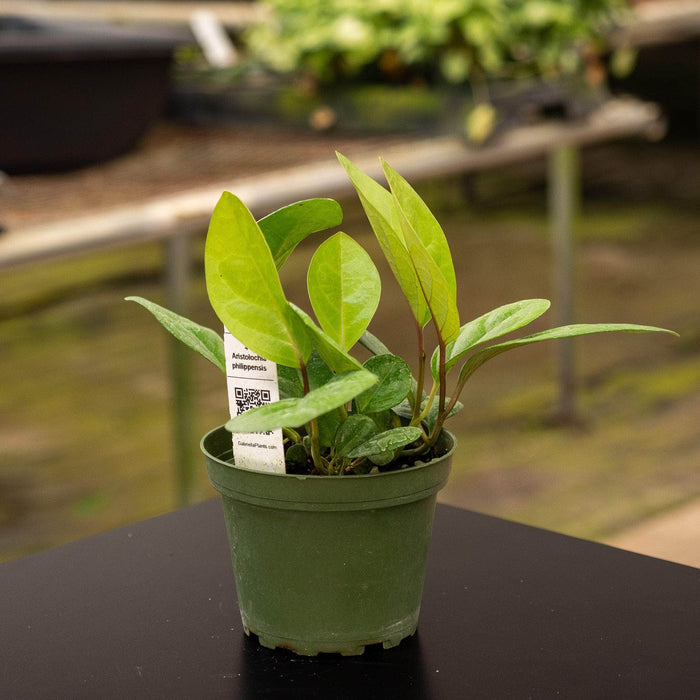 Gabriella Plants Other 4" Aristolochia philippinensis