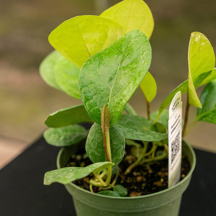 Gabriella Plants Other 4" Aristolochia philippinensis