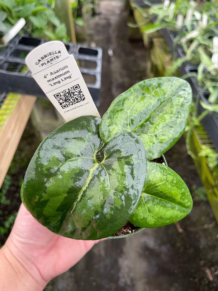 Gabriella Plants Indoor & Outdoor Plants 4" Asarum maximum 'Ling Ling'