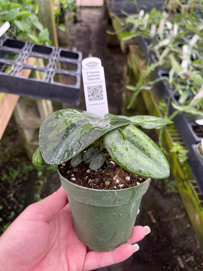 Gabriella Plants Indoor & Outdoor Plants 4" Asarum maximum 'Ling Ling'