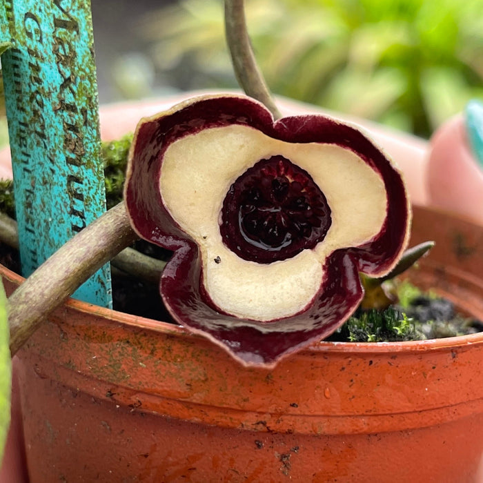 Gabriella Plants Other 4" Asarum maximum 'Ling Ling'