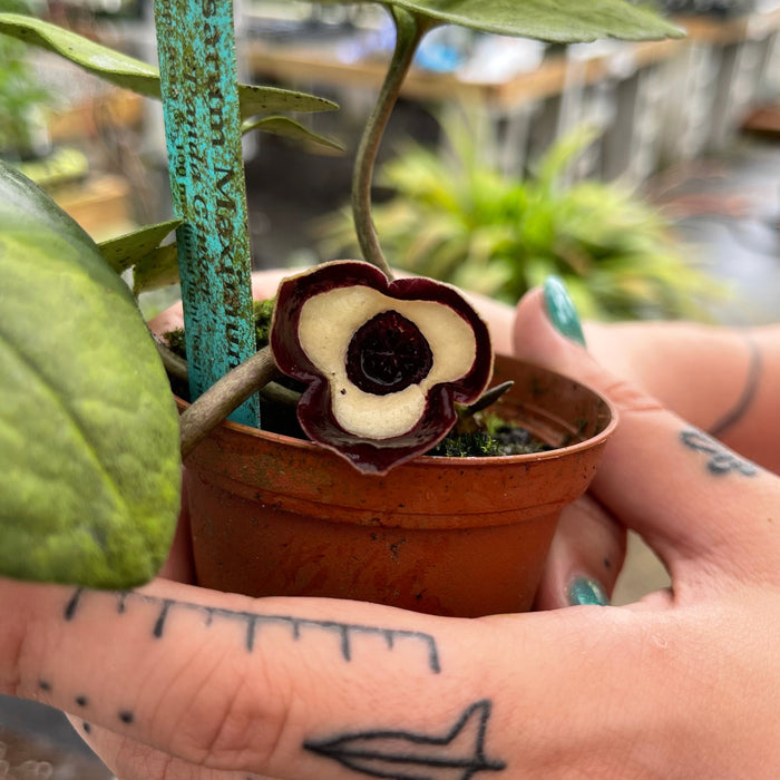 Gabriella Plants Other 4" Asarum maximum 'Ling Ling'