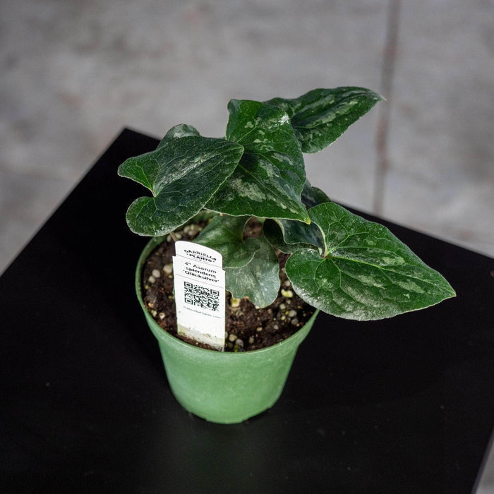 Gabriella Plants Other 4" Asarum splendens 'Quicksilver'