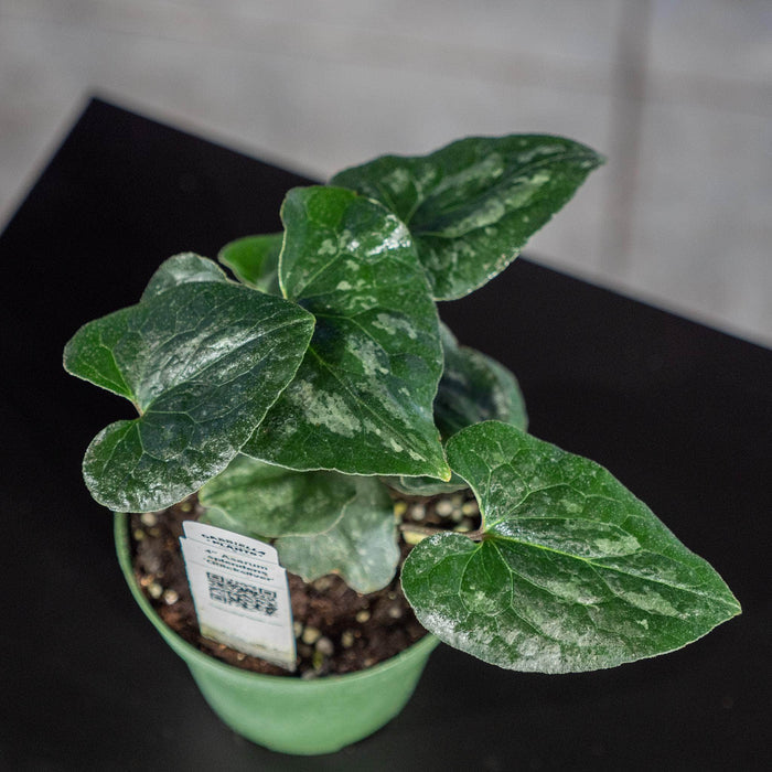 Gabriella Plants Other 4" Asarum splendens 'Quicksilver'