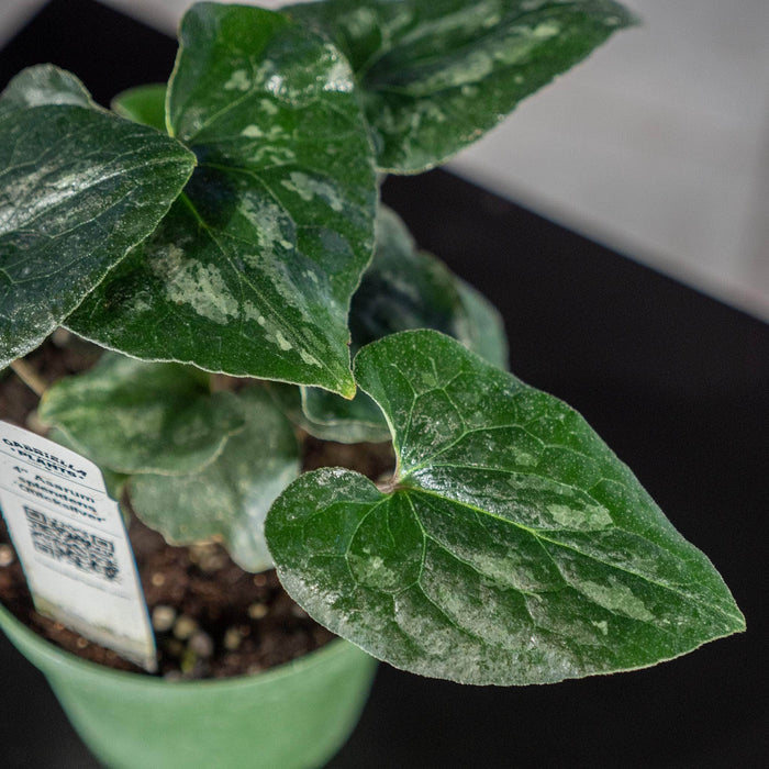 Gabriella Plants Other 4" Asarum splendens 'Quicksilver'