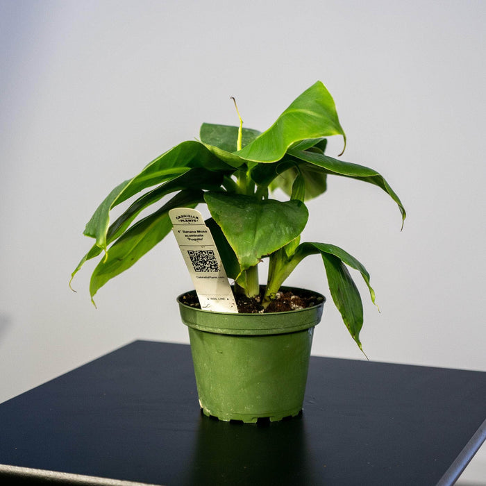 Gabriella Plants Other 4" Banana Musa acuminata 'Poquito'