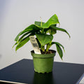 Gabriella Plants Other 4" Banana Musa acuminata 'Poquito'
