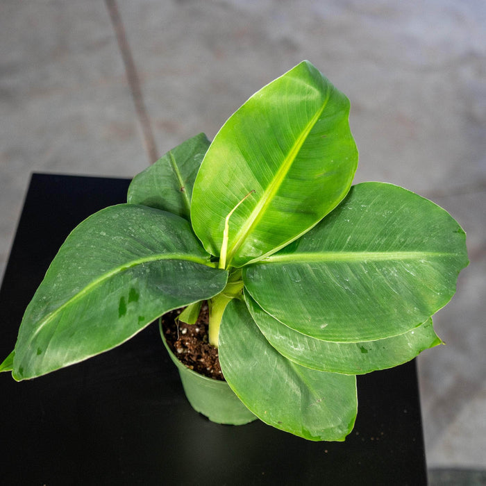 Gabriella Plants Other 4" Banana Musa acuminata 'Poquito'