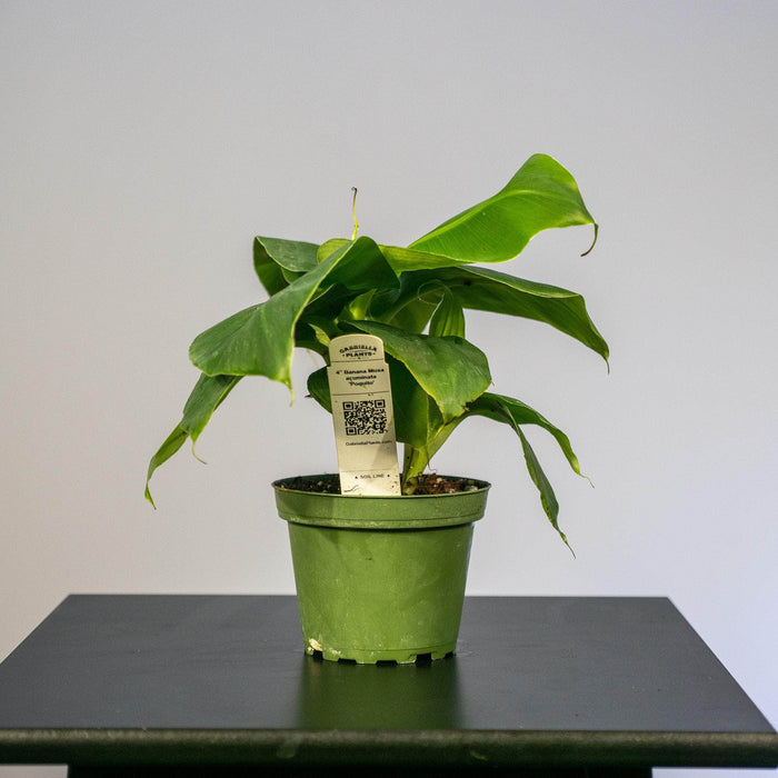 Banana Musa acuminata 'Poquito'