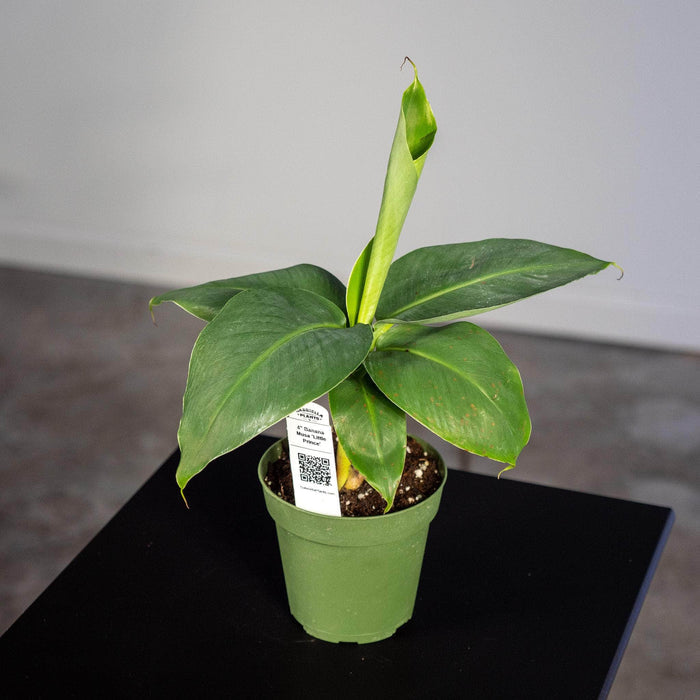 Gabriella Plants Other 4" Banana Musa 'Little Prince'