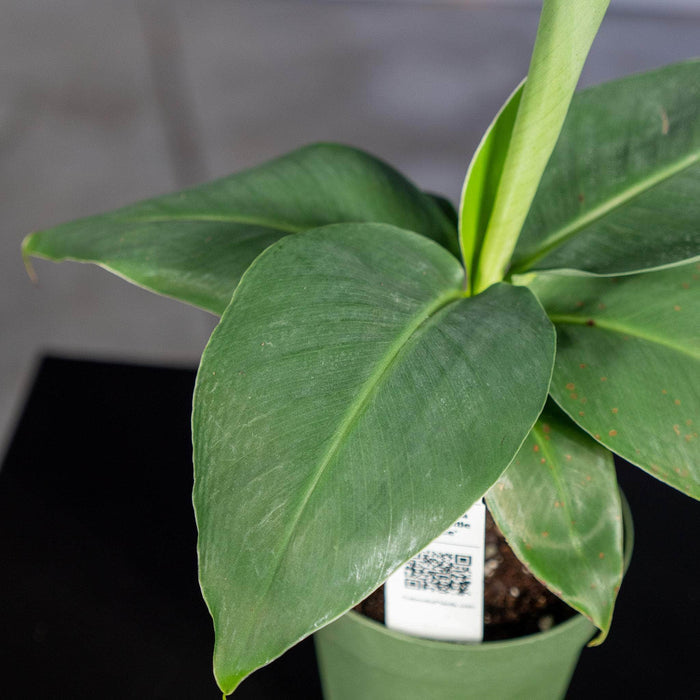 Gabriella Plants Other 4" Banana Musa 'Little Prince'