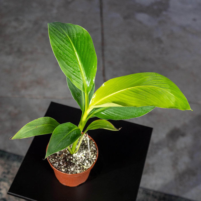 Gabriella Plants Other 5" Banana Musa 'Margarita'