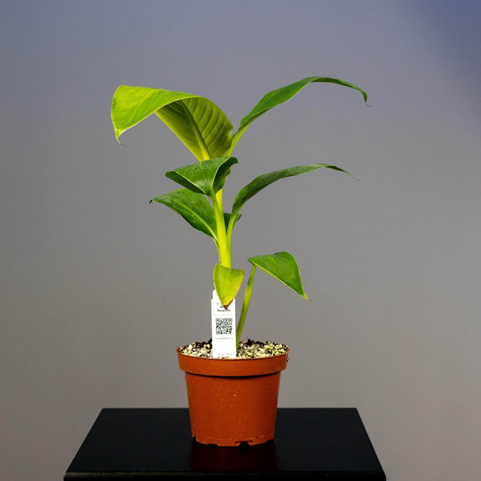 Gabriella Plants Other 5" Banana Musa 'Margarita'
