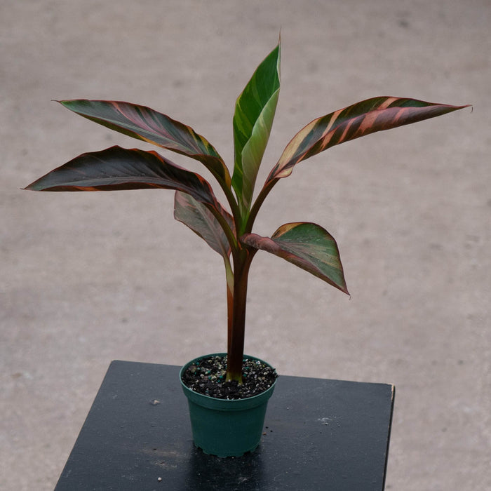 Gabriella Plants All 4" Banana Musa 'No No' Pink Variegated