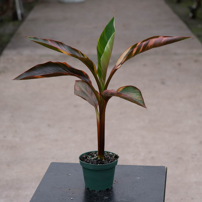 Gabriella Plants All 4" Banana Musa 'No No' Pink Variegated