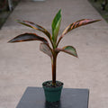 Gabriella Plants All 4" Banana Musa 'No No' Pink Variegated