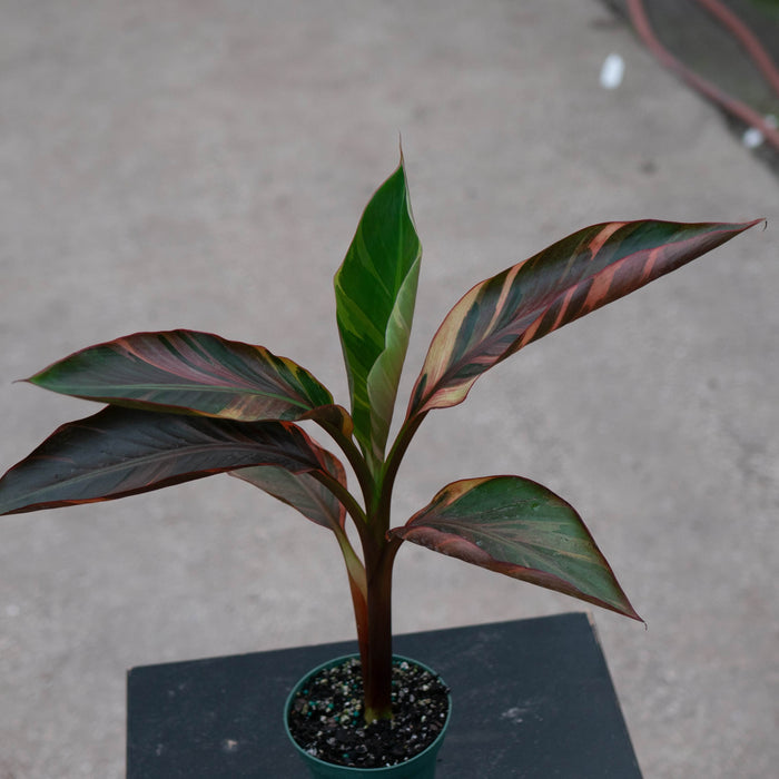 Gabriella Plants All 4" Banana Musa 'No No' Pink Variegated