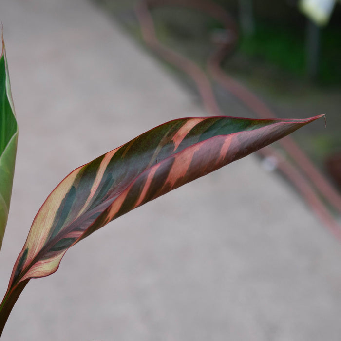 Gabriella Plants All 4" Banana Musa 'No No' Pink Variegated