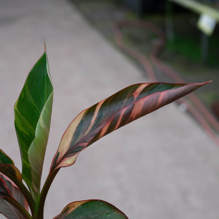 Gabriella Plants All 4" Banana Musa 'No No' Pink Variegated
