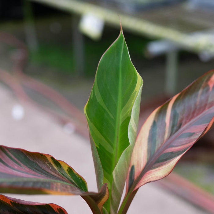 Gabriella Plants All 4" Banana Musa 'No No' Pink Variegated