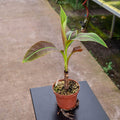 Gabriella Plants Edible 5" Banana Musa 'Siam Ruby'