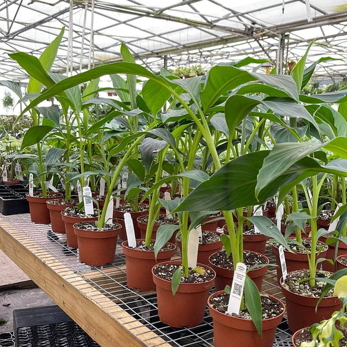 Gabriella Plants Other 5" Banana Musa sikkimensis 'Red Tiger'