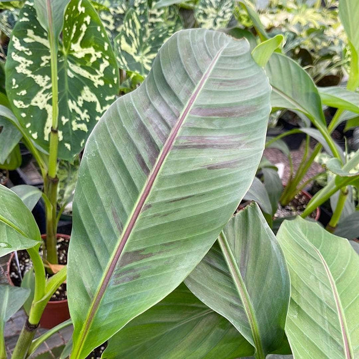 Gabriella Plants Other 5" Banana Musa sikkimensis 'Red Tiger'