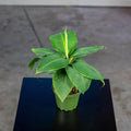 Gabriella Plants Other 4" Banana Musa 'Truly Tiny'