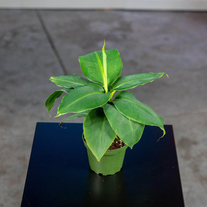 Gabriella Plants Other 4" Banana Musa 'Truly Tiny'