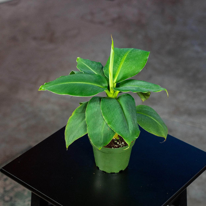 Gabriella Plants Other 4" Banana Musa 'Truly Tiny'