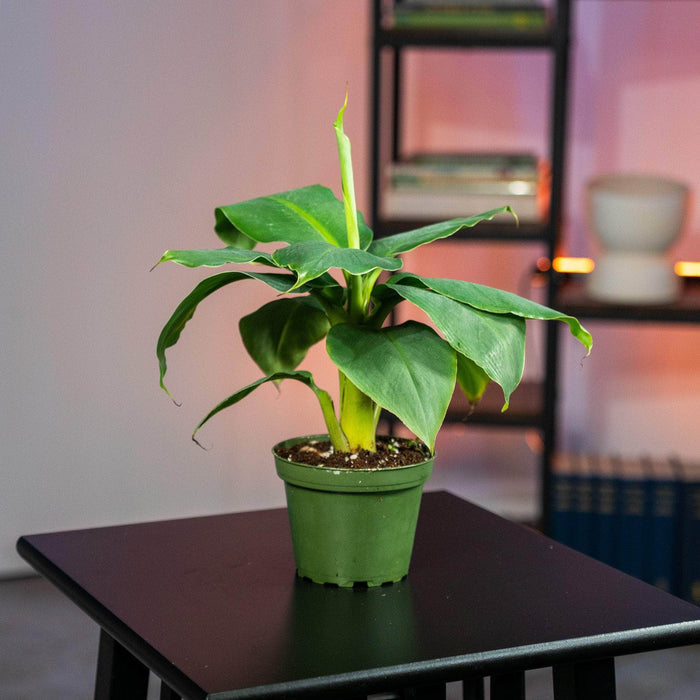 Gabriella Plants Other 4" Banana Musa 'Truly Tiny'