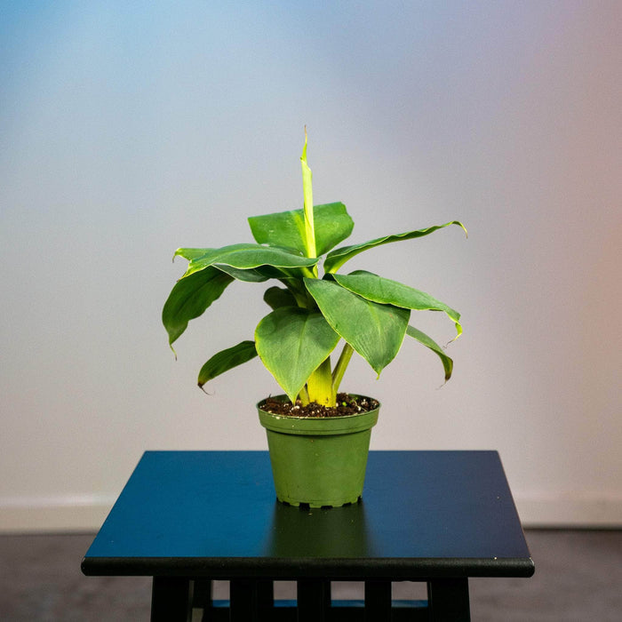 Gabriella Plants Other 4" Banana Musa 'Truly Tiny'