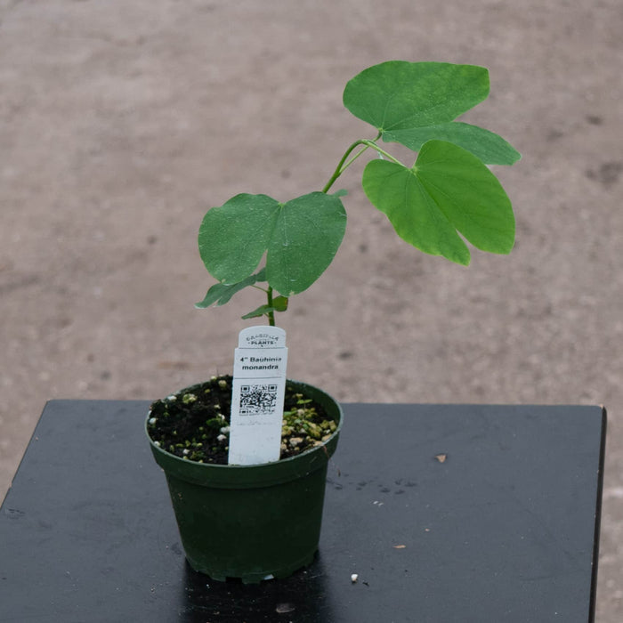 Gabriella Plants Other 4" Bauhinia monandra