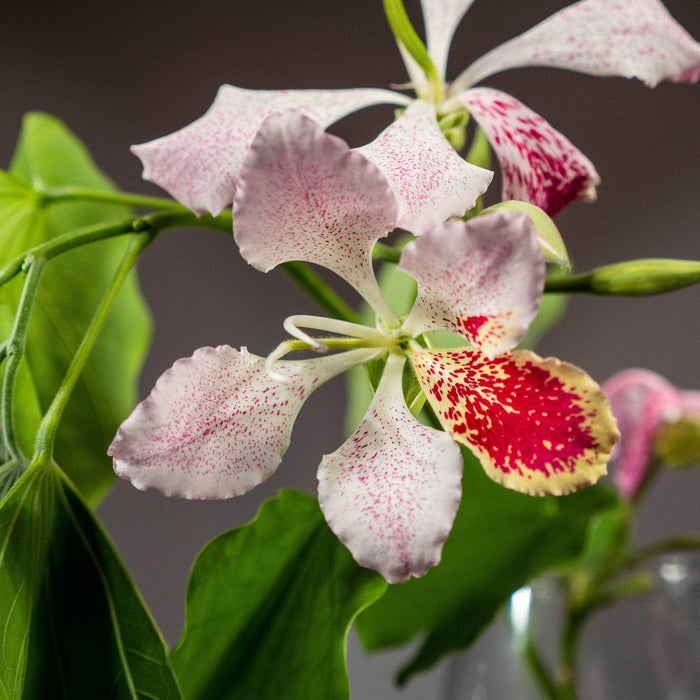 Gabriella Plants Other 4" Bauhinia monandra