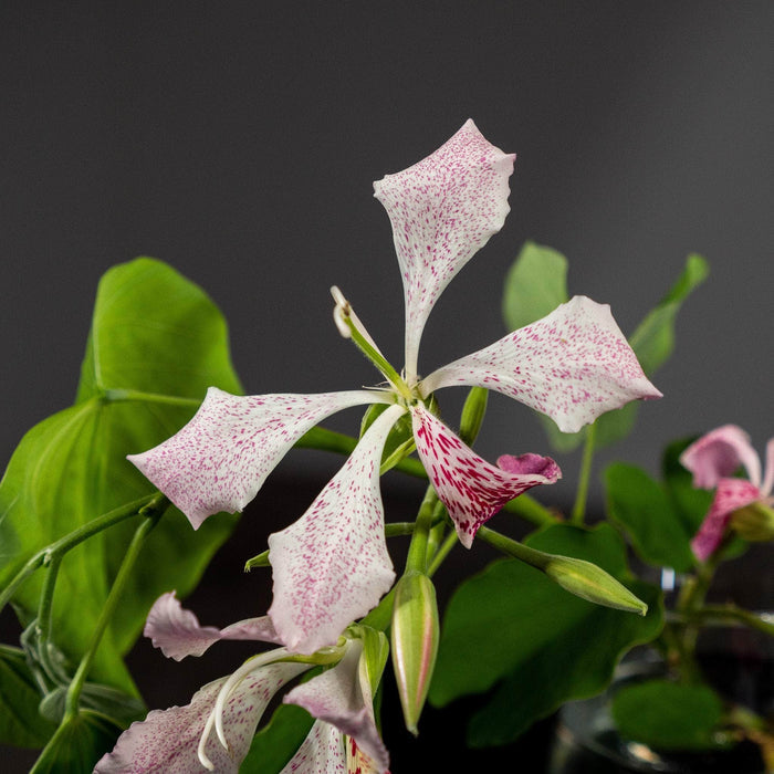 Gabriella Plants Other 4" Bauhinia monandra