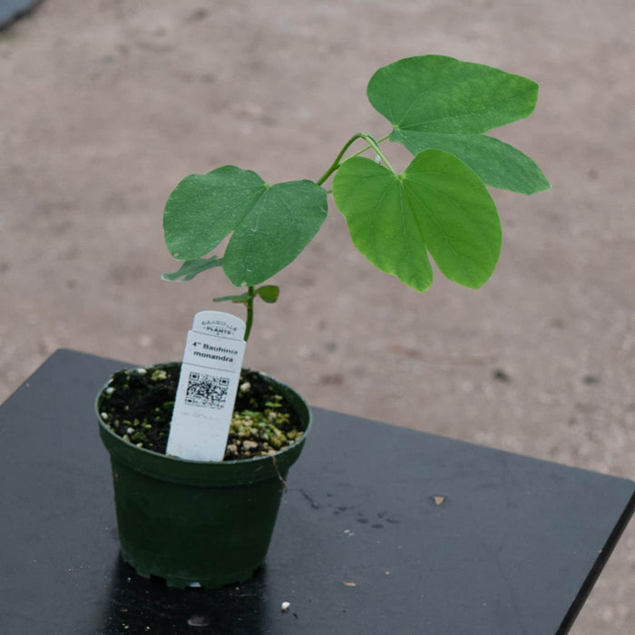 Gabriella Plants Other 4" Bauhinia monandra