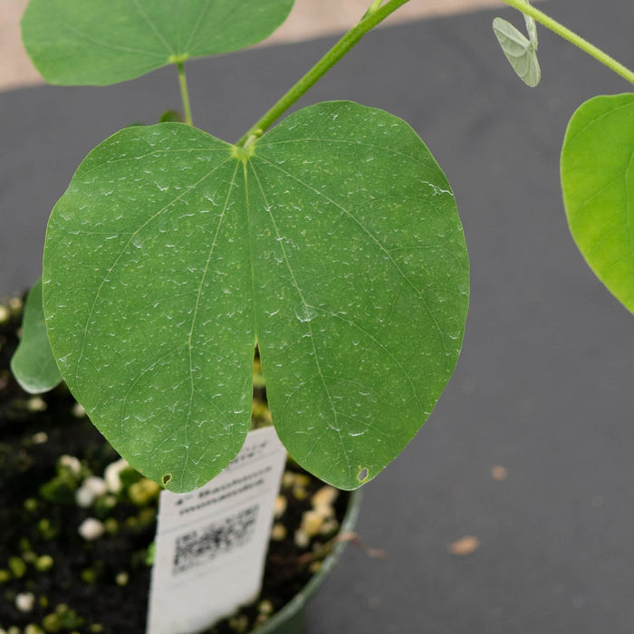 Gabriella Plants Other 4" Bauhinia monandra
