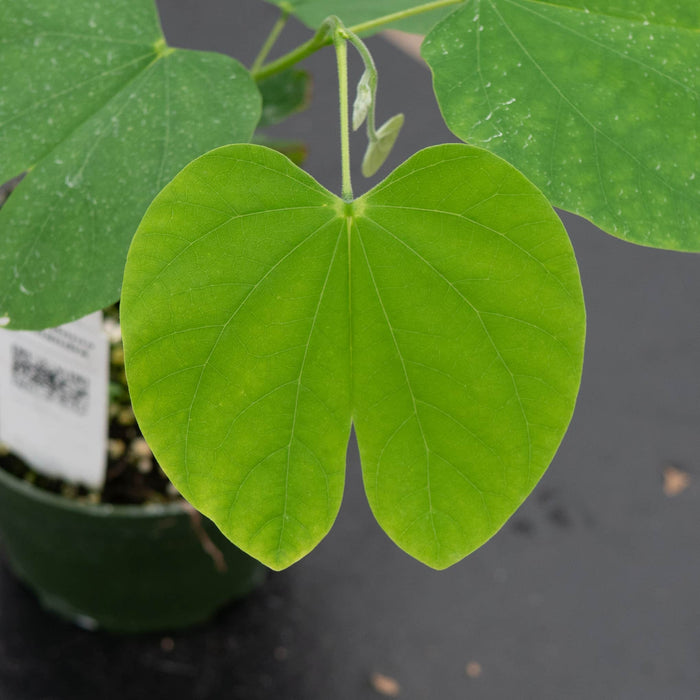 Gabriella Plants Other 4" Bauhinia monandra
